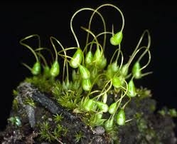 Attēlu rezultāti vaicājumam “Funaria hygrometrica”