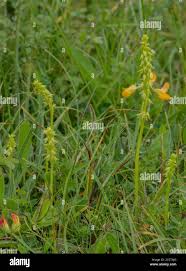 Attēlu rezultāti vaicājumam “Herminium monorchis leaf”