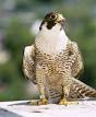 world's fattest bird