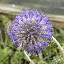 Attēlu rezultāti vaicājumam “Epimedium alpinum  flower”