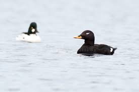 Attēlu rezultāti vaicājumam “Melanitta fusca”