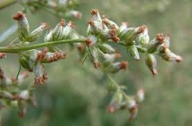 Attēlu rezultāti vaicājumam “Artemisia vulgaris bud”