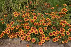 Image result for Gaillardia
