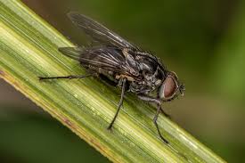 Attēlu rezultāti vaicājumam “Muscidae”