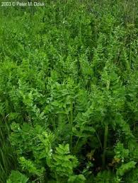 Attēlu rezultāti vaicājumam “Pastinaca sativa subsp. sylvestris leaf”