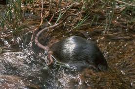 Attēlu rezultāti vaicājumam “Diderma roanense macro”