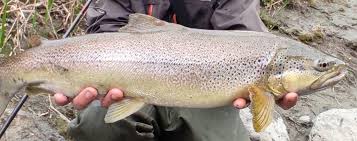 Image result for Salmo marmoratus