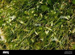 Attēlu rezultāti vaicājumam “Campylopus pyriformis sporophyte”