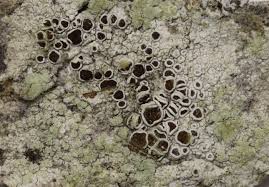 Attēlu rezultāti vaicājumam “Lecanora allophana”