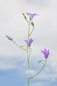 Attēlu rezultāti vaicājumam “Campanula patula”