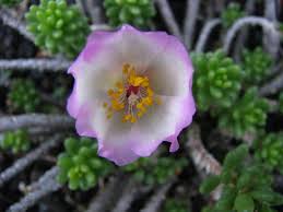 Attēlu rezultāti vaicājumam “Portulacaceae”