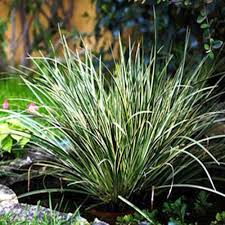 Attēlu rezultāti vaicājumam “Acorus calamus”