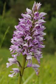 Attēlu rezultāti vaicājumam “Orchis militaris”