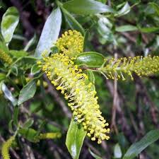 Attēlu rezultāti vaicājumam “Salix x fragilis”