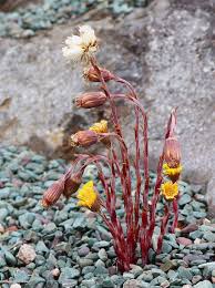 Attēlu rezultāti vaicājumam “Tussilago farfara bud”