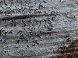 Attēlu rezultāti vaicājumam “Phaeographis dendritica”