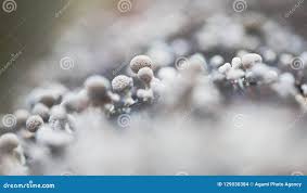 Attēlu rezultāti vaicājumam “Phleogena faginea stalked”