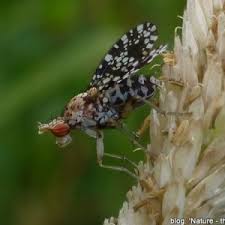 Attēlu rezultāti vaicājumam “Trypetoptera punctulata”