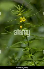 Attēlu rezultāti vaicājumam “Melampyrum sylvaticum”