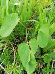Attēlu rezultāti vaicājumam “Laserpitium latifolium”