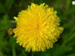 Attēlu rezultāti vaicājumam “Hypochaeris maculata flower”