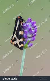 Attēlu rezultāti vaicājumam “Parasemia plantaginis male”