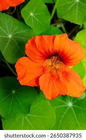 Attēlu rezultāti vaicājumam “Tropaeolaceae”