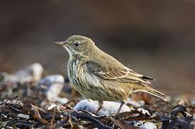 Image result for Anthus petrosus