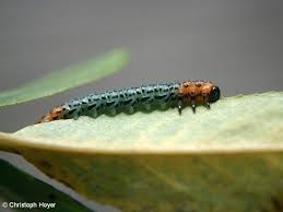 Attēlu rezultāti vaicājumam “Nematus salicis”