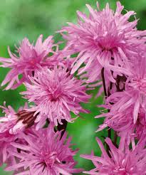 Attēlu rezultāti vaicājumam “Lychnis flos-cuculi fruit”