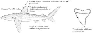 Image result for Carcharhinus galapagensis