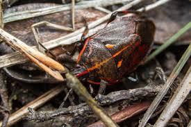 Attēlu rezultāti vaicājumam “Jalla dumosa”