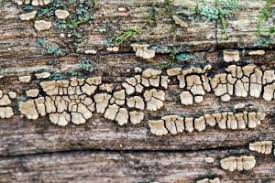 Attēlu rezultāti vaicājumam “Xylobolus frustulatus”