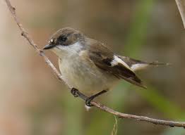 Attēlu rezultāti vaicājumam “Ficedula hypoleuca male”