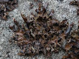 Attēlu rezultāti vaicājumam “Platismatia glauca”