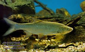 Image result for Aspius aspius