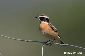 Attēlu rezultāti vaicājumam “Saxicola rubetra”