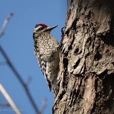 Image result for Sphyrapicus varius