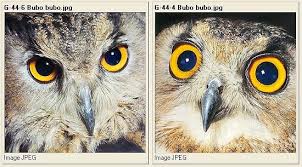 Attēlu rezultāti vaicājumam “Strigiformes”