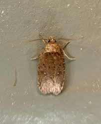 Attēlu rezultāti vaicājumam “Agonopterix ciliella imago”