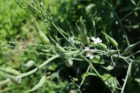 Attēlu rezultāti vaicājumam “Raphanus raphanistrum fruit”