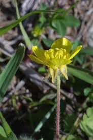 Attēlu rezultāti vaicājumam “Ranunculus mendax”