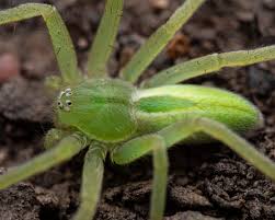 Attēlu rezultāti vaicājumam “Micrommata virescens”