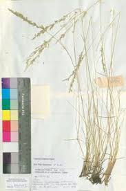 Attēlu rezultāti vaicājumam “Festuca polesica”