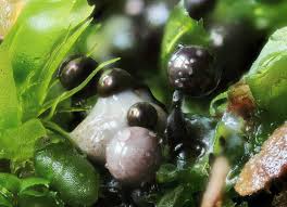 Attēlu rezultāti vaicājumam “Lamproderma columbinum spores”