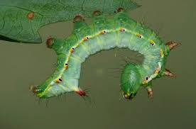 Attēlu rezultāti vaicājumam “Ptilodon capucina imago”