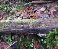 Attēlu rezultāti vaicājumam “Lycogala sphaeroconicum”