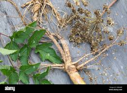 Attēlu rezultāti vaicājumam “Angelica sylvestris leaf”