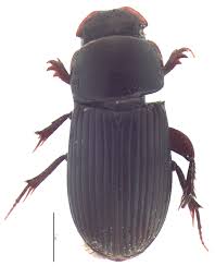 Attēlu rezultāti vaicājumam “Aphodius subterraneus”