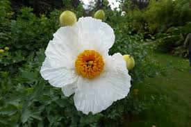 Image result for Romneya coulteri